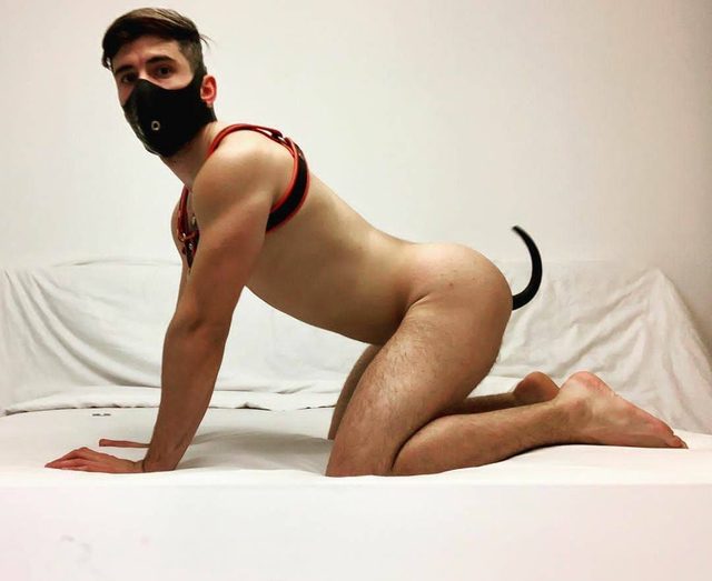 A young man wearing a black mask, a red and black leather harness, and a tail plug poses on all fours on a bed.